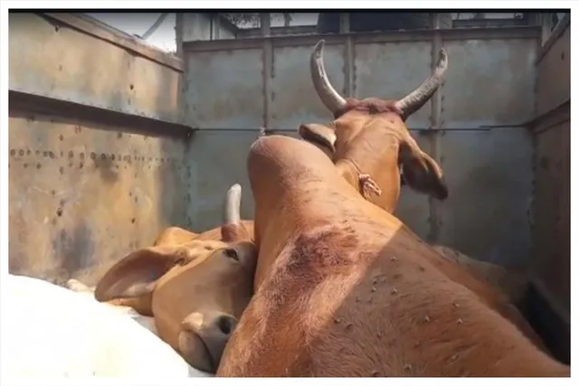 পুলিশের তৎপরতায় ভেস্তে গেল গরু পাচার