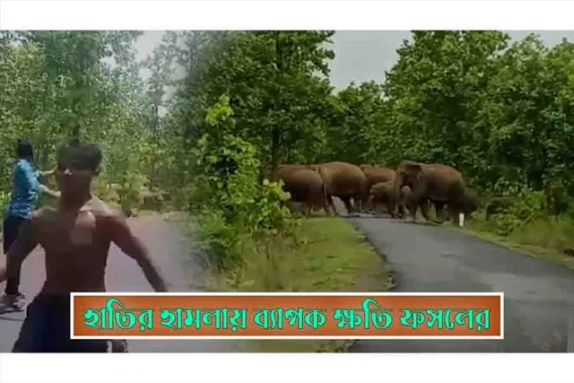 হাতির হামলায় ব্যাপক ক্ষতি ফসলের