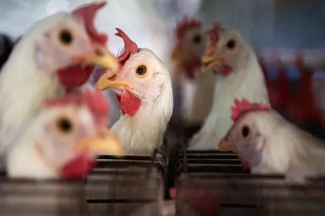 কম্বোডিয়ায় বার্ড ফ্লুতে মৃত্যু এক কিশোরীর