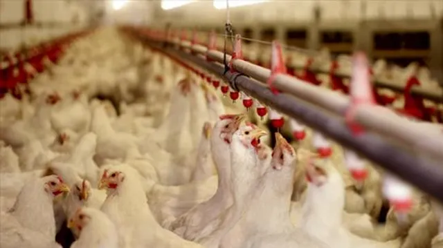 পোল্ট্রি খামার তৈরি করতে চান? জেনে নিন আপনার কী কী জিনিসের প্রয়োজন