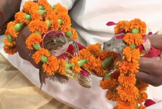 বৃষ্টির আশায় ব্যাঙের বিয়ে দেওয়া হল উত্তরপ্রদেশের গোরখপুরে