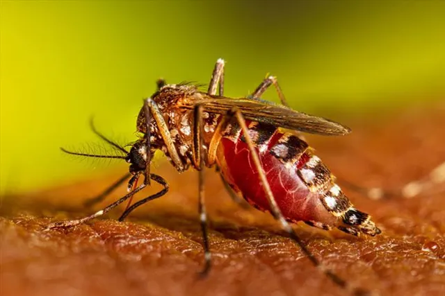 চোখ রাঙাচ্ছে ডেঙ্গু, এক সপ্তাহে আক্রান্তের সংখ্যা বাড়ল দ্বিগুণ!