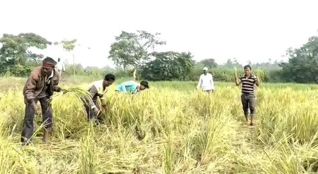 হাতির তাণ্ডবে ক্ষতিগ্রস্ত ধানের জমি