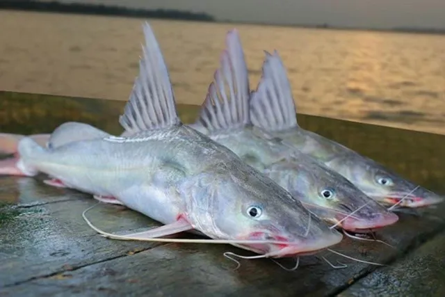 চাষ করুন আড় মাছ