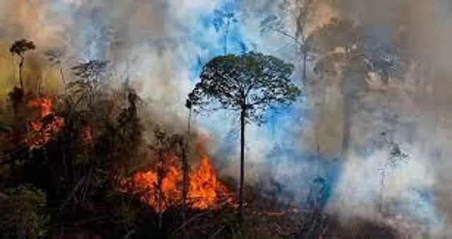 এক বছরেই আমাজনের ২২ শতাংশ বন উজাড়!