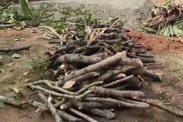 অবৈধ ভাবে গাছ কাটার অভিযোগ