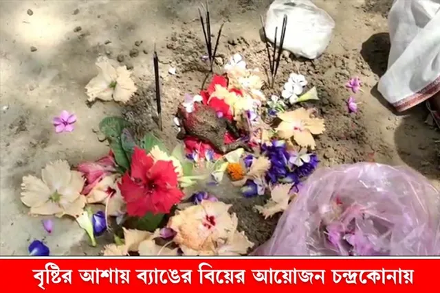 বৃষ্টির আশায় ব্যাঙের বিয়ের আয়োজন করা হল চন্দ্রকোনায়