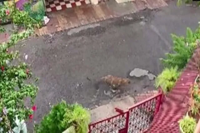 অশোক নগরের লোকালয়ের মধ্যে ঘুরে বেড়াতে দেখা গেল একটি চিতাকে, আতঙ্ক