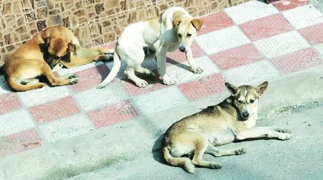 পথকুকুরদের অ্যান্টি rabies ভ্যাকসিন