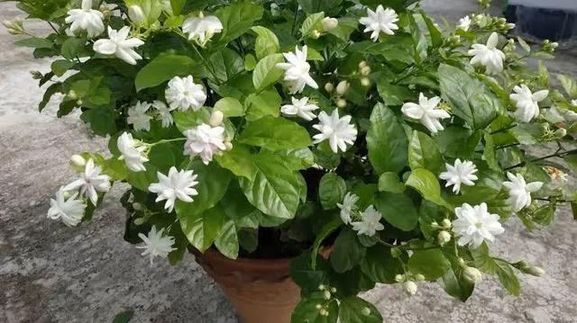 কিভাবে বাড়িতে বেল ফুল চাষ করবেন?