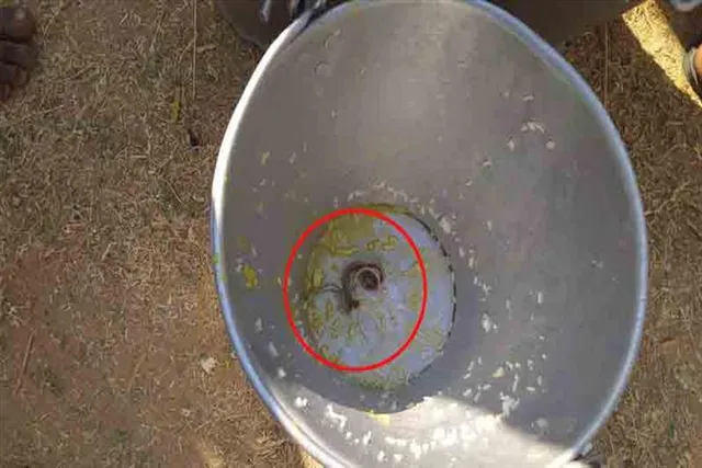 মিড ডে মিলে সাপ! আতঙ্ক বীরভূমের গ্রামে
