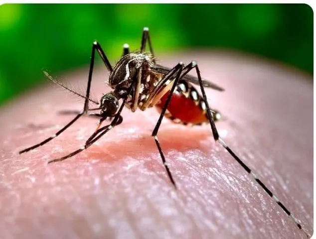 ডেঙ্গু জ্বরের ঘটনা বেড়ে চলেছে কম্বোডিয়ায়