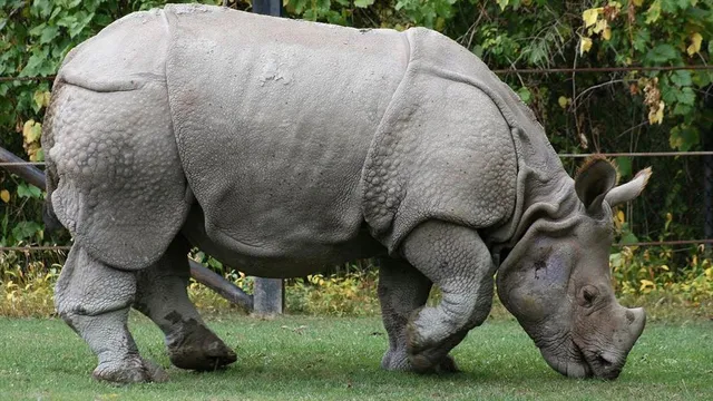 কাজিরাঙা ন্যাশনাল পার্কে উদ্ধার গণ্ডারের দেহ