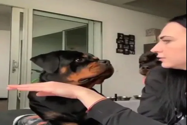 কুকুরটির ভালবাসা দেখলে আপনারও মায়া লাগবে, দেখুন ভিডিও