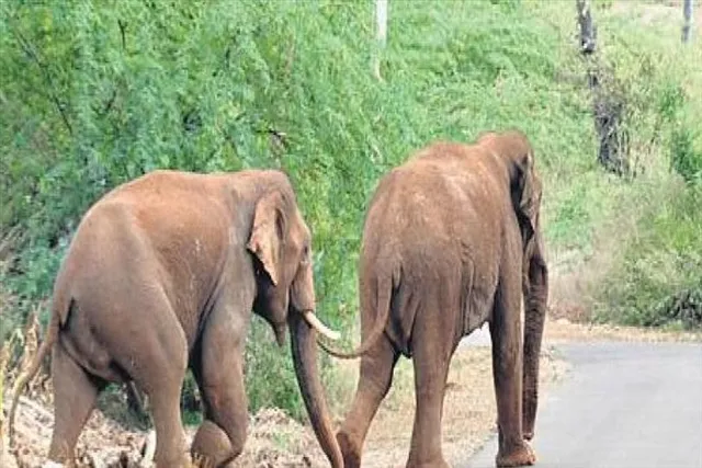হাতির হানায় মৃত্যু দুজনের