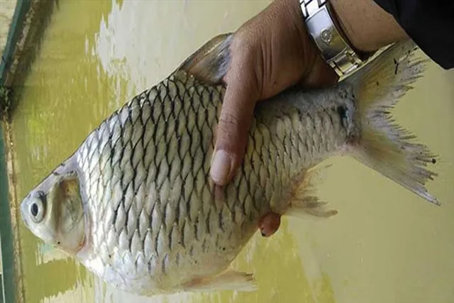 সরপুঁটি মাছের চাষ পদ্ধতি সম্পর্কে জানুন