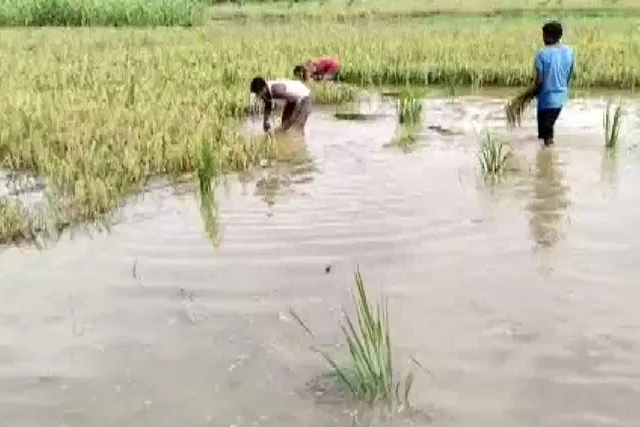 টানা বৃষ্টিতে জলের তলায় চাষের জমি, বাড়ছে কৃষকদের হাহাকার