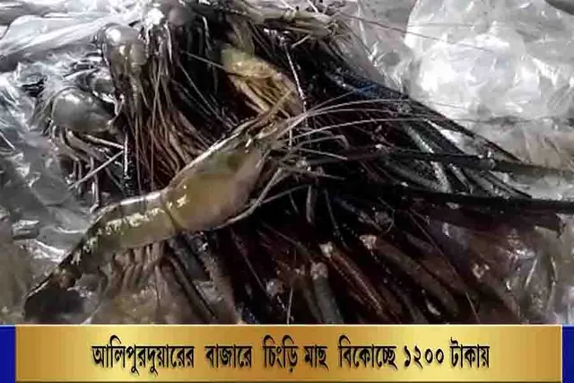 আলিপুরদুয়ারের বাজারে একটি চিংড়ি মাছ বিকোচ্ছে ৬০০ টাকায়
