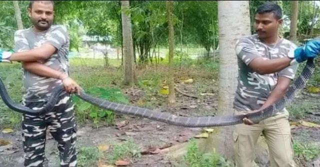 উদ্ধার বারো ফিট দৈর্ঘের কিং কোবরা!