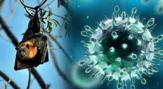 কীভাবে ছড়ায় এই নিপা ভাইরাস?