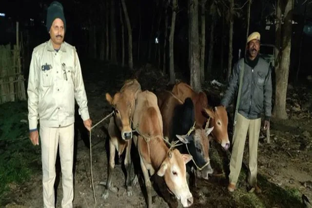 ফের সীমান্তে গরু পাচার রুখল পুলিশ