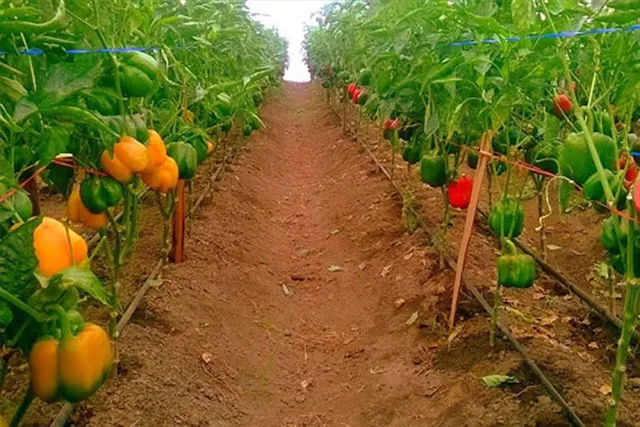 বাড়িতেই ফলান পুষ্টিকর ক্যাপসিকাম