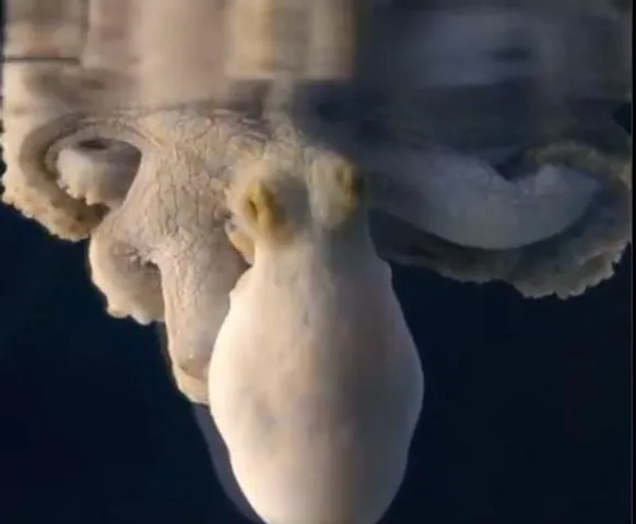 ঘুমের মধ্যে রঙ বদলাচ্ছে অক্টোপাস