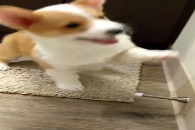 কুকুরের এমন মজাদার দৃশ্য মন ছুঁয়ে যাবে আপনারও