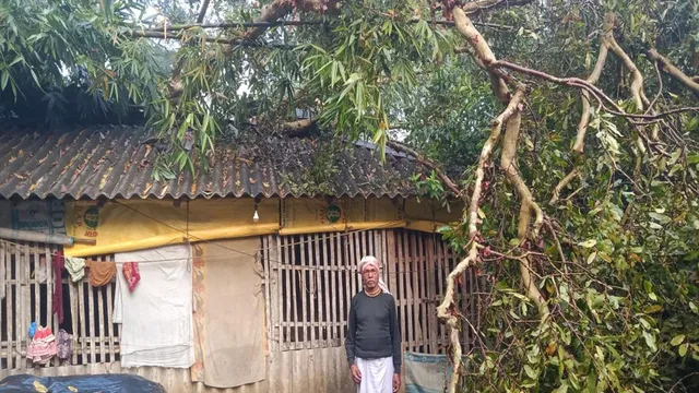 ঝড়ে বাড়ির ওপর উপড়ে পড়ল অর্জুন গাছ