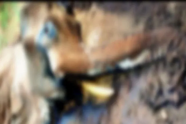 ফের তামিলনাড়ুতে হাতির মৃত্যু ঘিরে চাঞ্চল্য