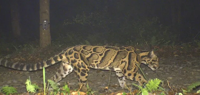 বক্সায় ট্র্যাপ ক্যামেরায় ধরা পড়ল ক্লাউডেড লেপার্ড