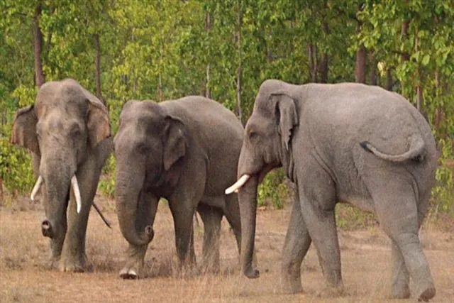 হাতির উপদ্রবে নাজেহাল গ্রামবাসীরা