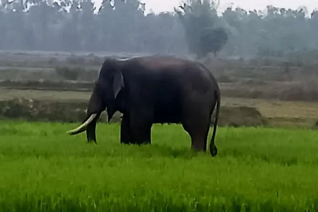 চাষের জমিতে হাতির দাপট, আতঙ্কে এলাকার বাসিন্দারা
