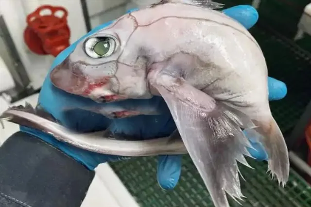 মৎস্যজীবীর জালে ধরা পড়ল রহস্যজনক 'ফ্র্যাঙ্কেনস্টাইন ফিস'