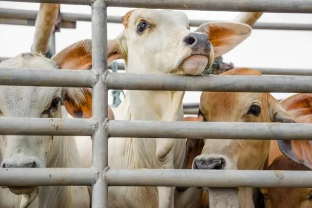 গরু পাচারকাণ্ডে নয়া মোড়