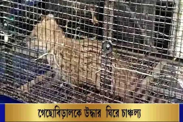 গেছোবিড়াল উদ্ধারকে ঘিরে চাঞ্চল্য
