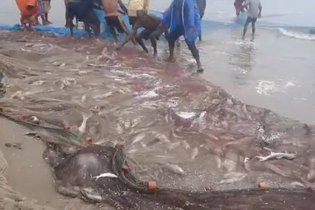 মৎস্যজীবীর জালে ধরা পড়ল ৫৯ মণ গুরজালি মাছ