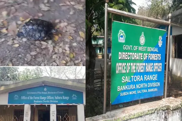 বাঁকুড়ায় বিরল প্রজাতির কচ্ছপ উদ্ধার