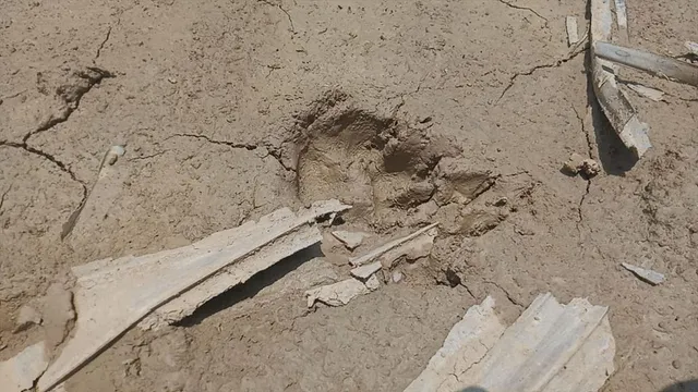 অজানা জন্তুর পায়ের ছাপ ঘিরে আতঙ্ক ঝাড়গ্রামে