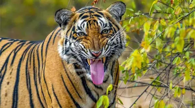 গোসাবার পরশমণি গ্রামে ফের বাঘের আতঙ্ক!