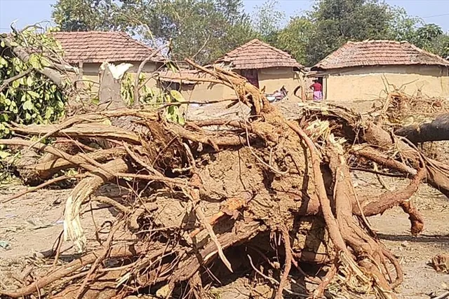 বিনা অনুমতিতে উপড়ে ফেলা হল ২০টি গাছ