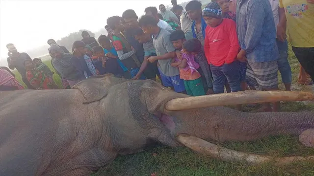 দক্ষিণবঙ্গের সবচেয়ে বড় দাঁতওয়ালা হাতির মৃত্যু
