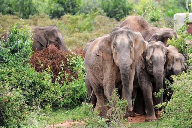 রাজ্যে হাতির হামলায় মৃত্যু ২ জনের