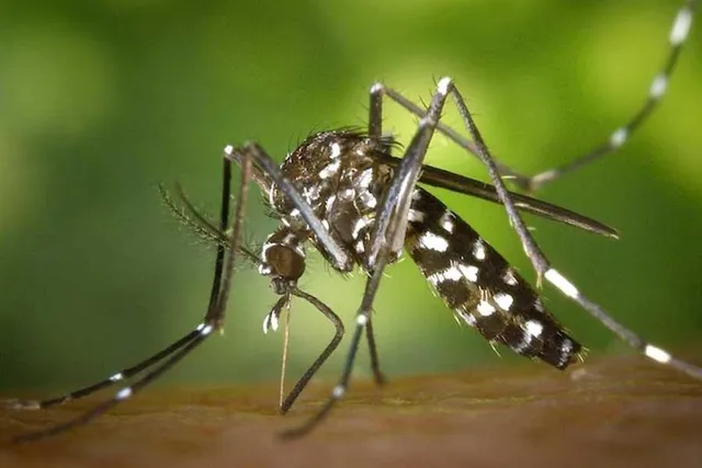 রাজধানীতে ডেঙ্গু আতঙ্ক