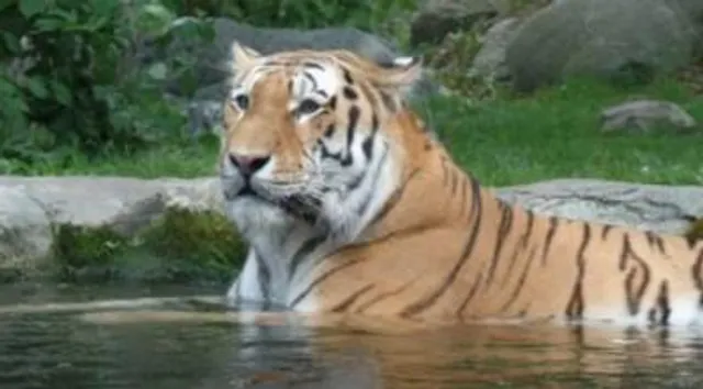 ইসলামপুর চা বাগানে বাঘের আতঙ্ক