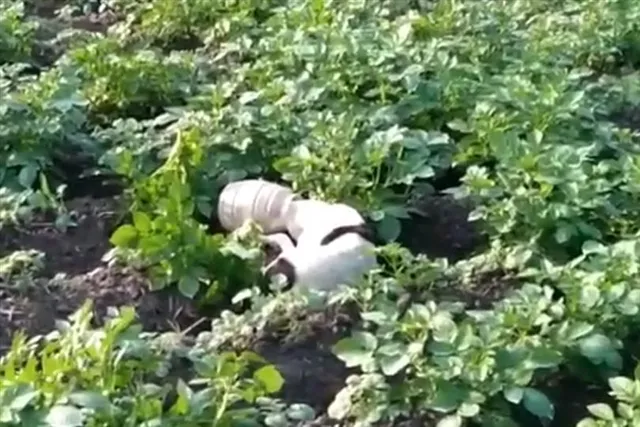 পথ কুকুরের মুখে ৫ দিন ধরে আটকে প্লাস্টিকের কৌটো