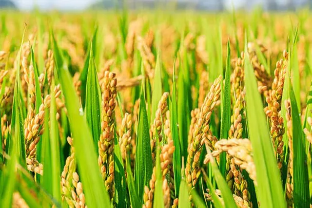 ধানের সুগন্ধ বজায় রাখতে জৈব সারের ব্যবহার