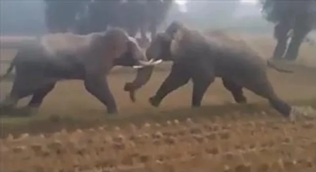 দুই দাঁতালের লড়াই ভাইরাল সোশ্যাল মিডিয়ায়!