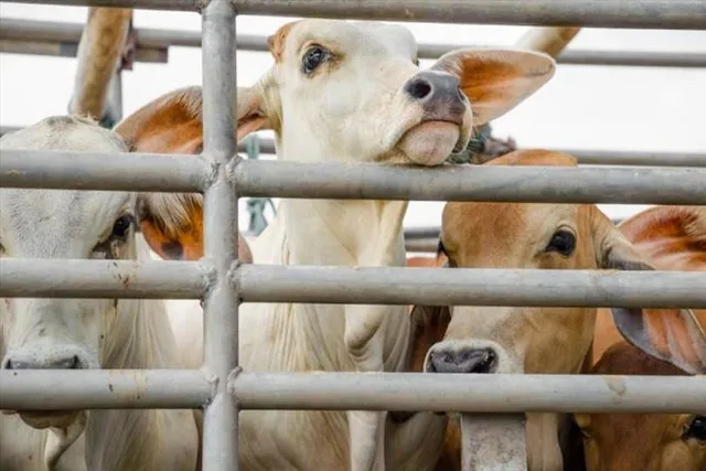 গরু পাচারকাণ্ডে CID-র হাতে গ্রেফতার ব্যবসায়ী