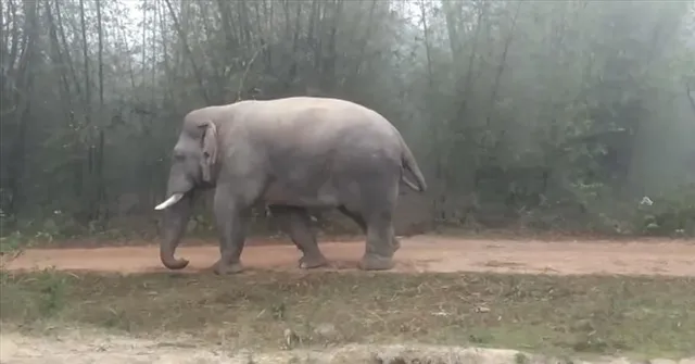 হাতির আতঙ্কে ঝাড়গ্রাম